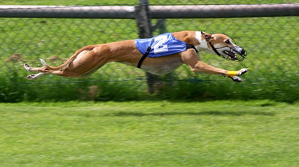 Greyhound Racing 2 amk Quy tắc khi tham gia chơi cá độ Đua Chó